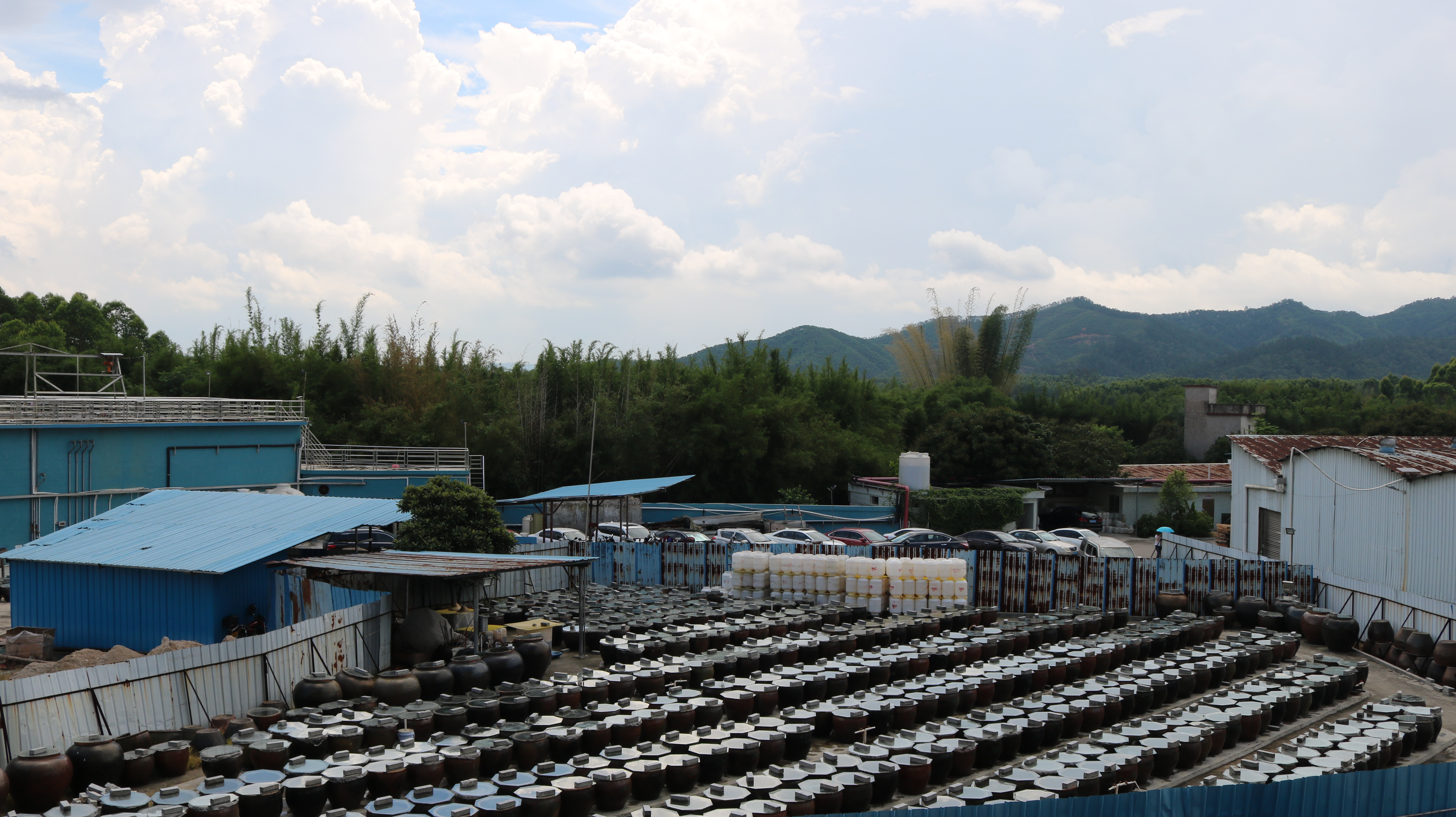 Super Large Exclusive Drying Yard for Authentic Brewed Flavor