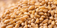 Raw material Treatment
